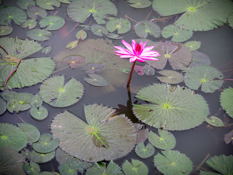 20130926_ANGKOR WAT_0106.jpg