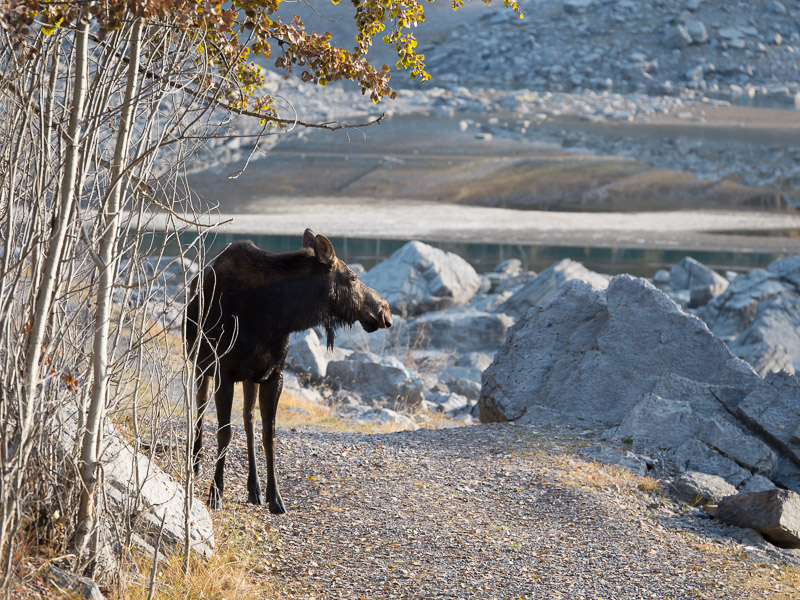 20131019_Jasper_0184.jpg