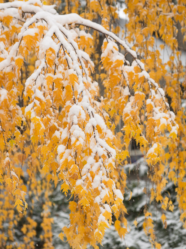 20131027_Calgary_0066.jpg