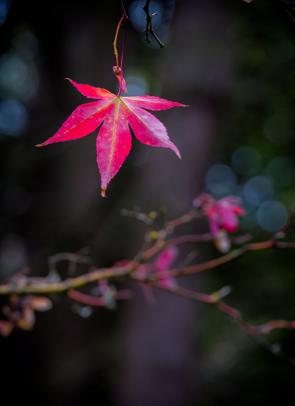 20141010_Vancouver_0243.jpg