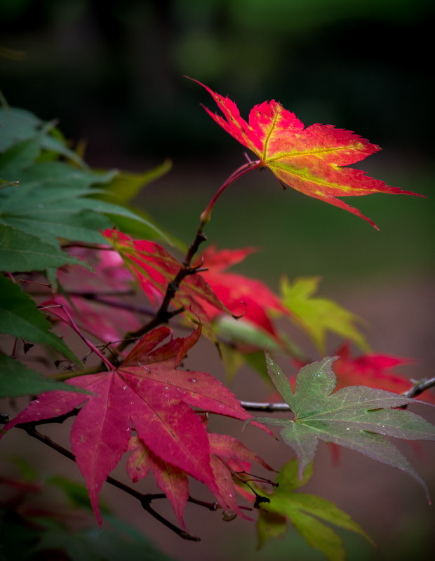 20141010_Vancouver_0246.jpg