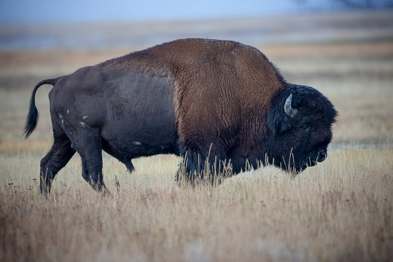 20140924_Yellowstone_0074.jpg