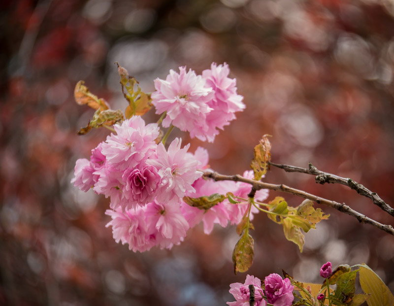 20150402_Vancouver_0075.jpg