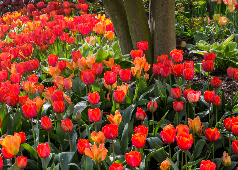 20150408_Vancouver_0070.jpg