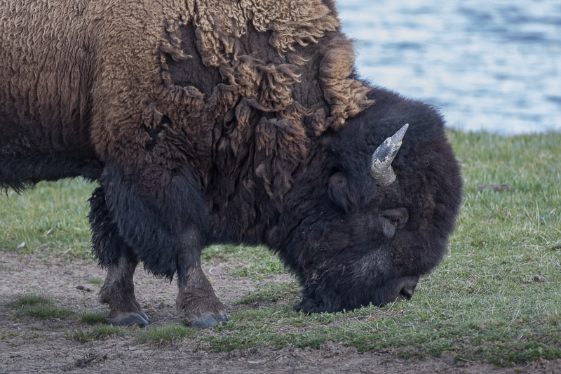 20150510_Yellowstone_0072.jpg