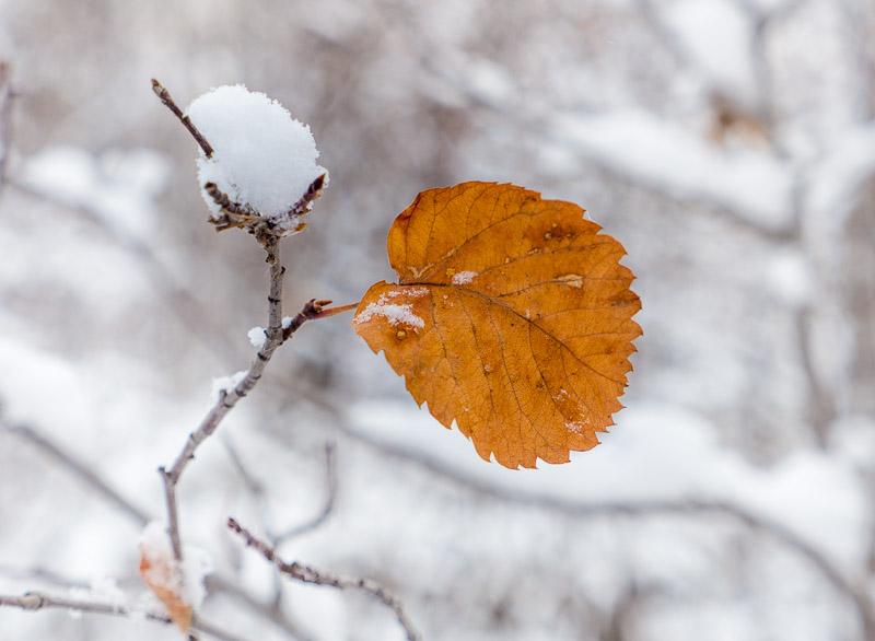 20151109_Calgary_0006.jpg