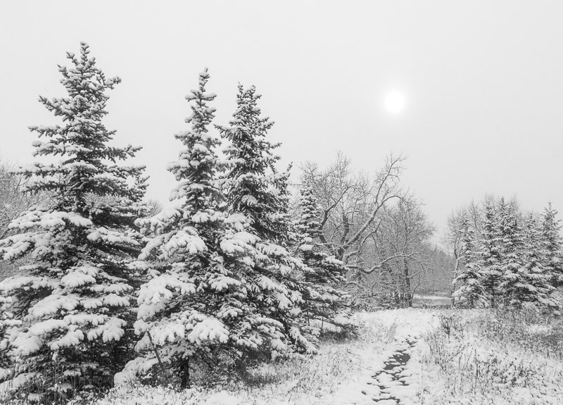 20151109_Calgary_0012.jpg