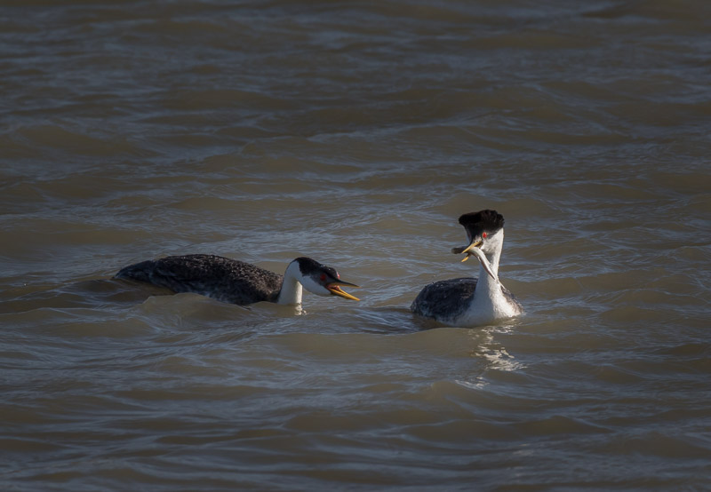 20160416_Bear River_0107.jpg