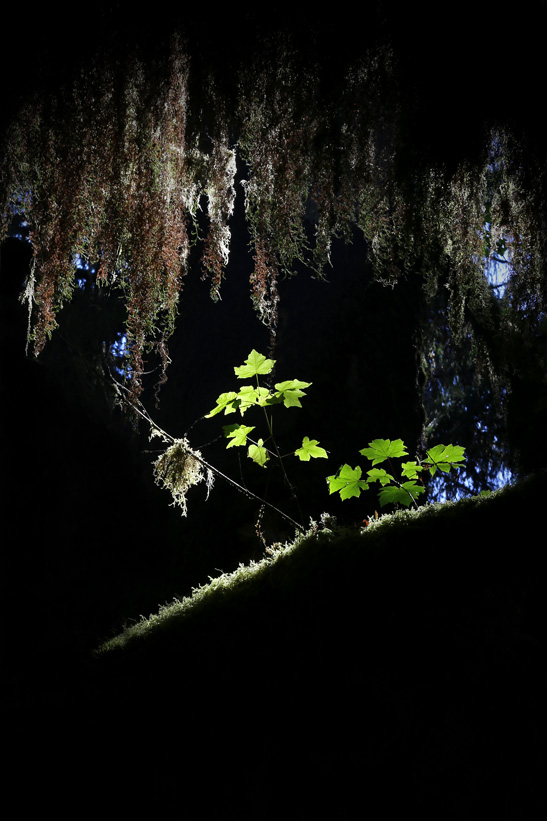 Olympic National Park