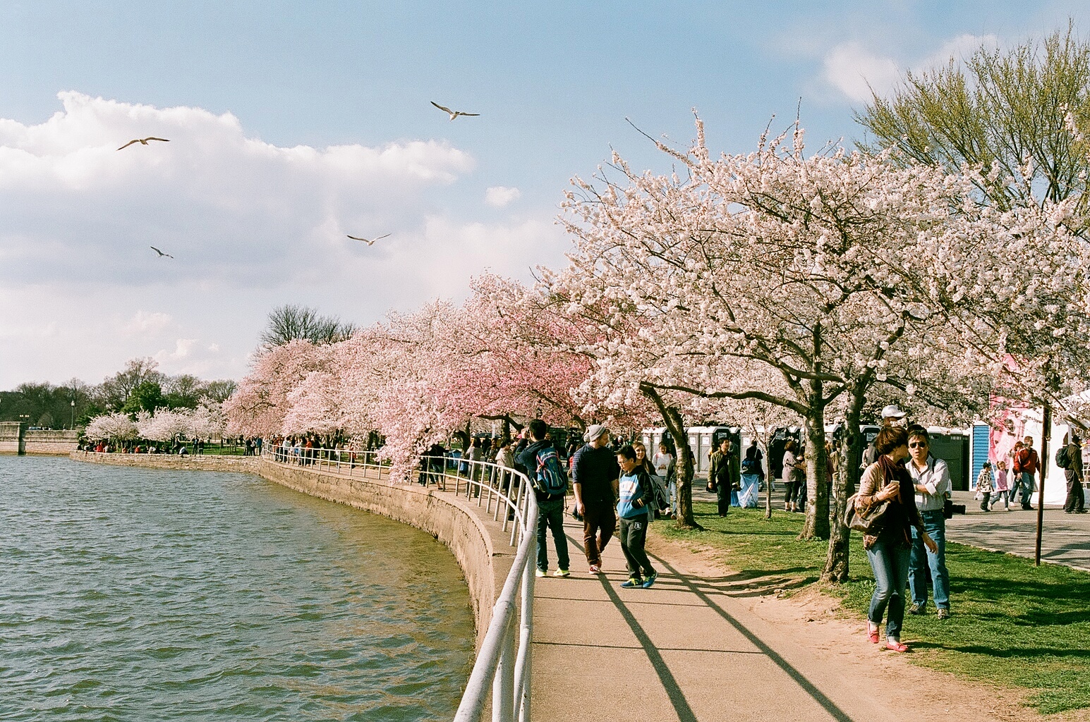 Cherry Blossoms, 2014