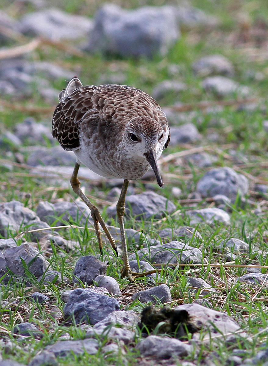 Calidris pugnax, Ruff