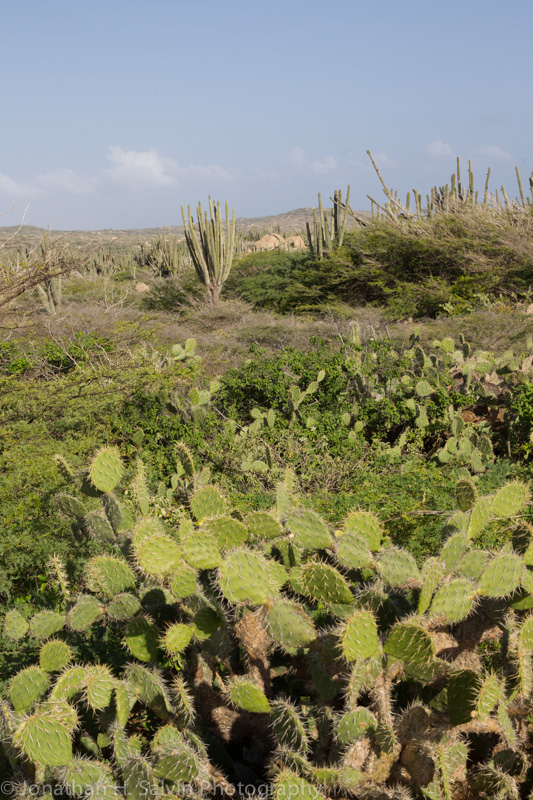 Aruba 2014-92.jpg