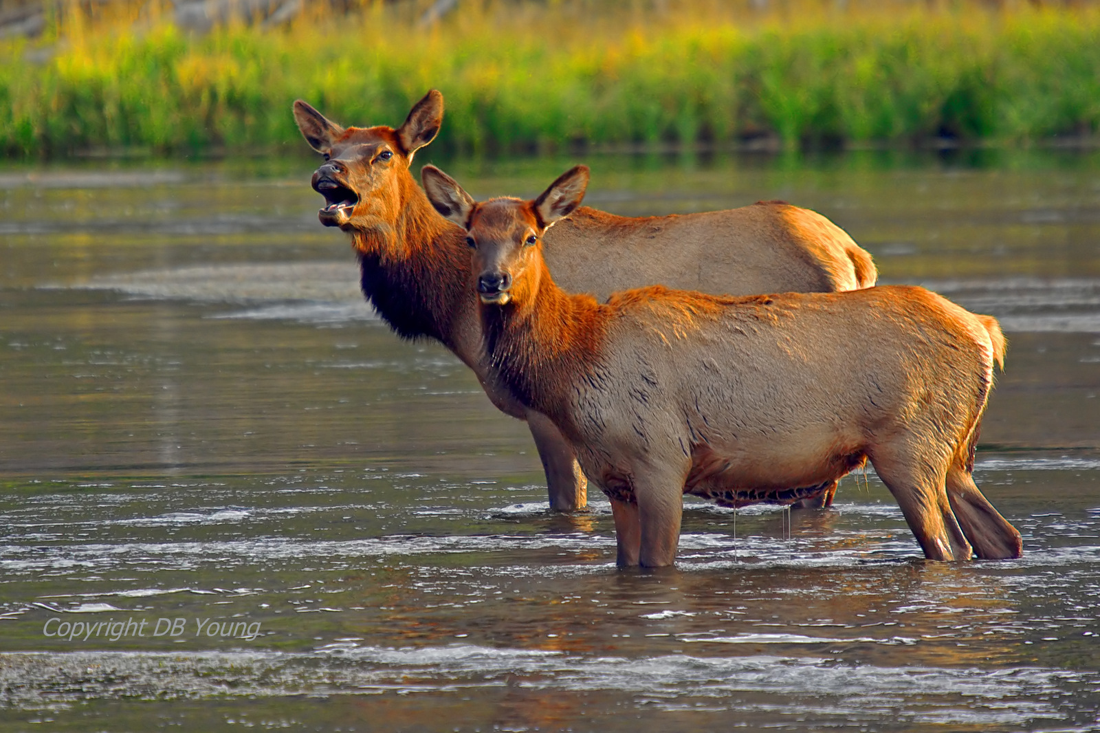 Midstream two cow elk.