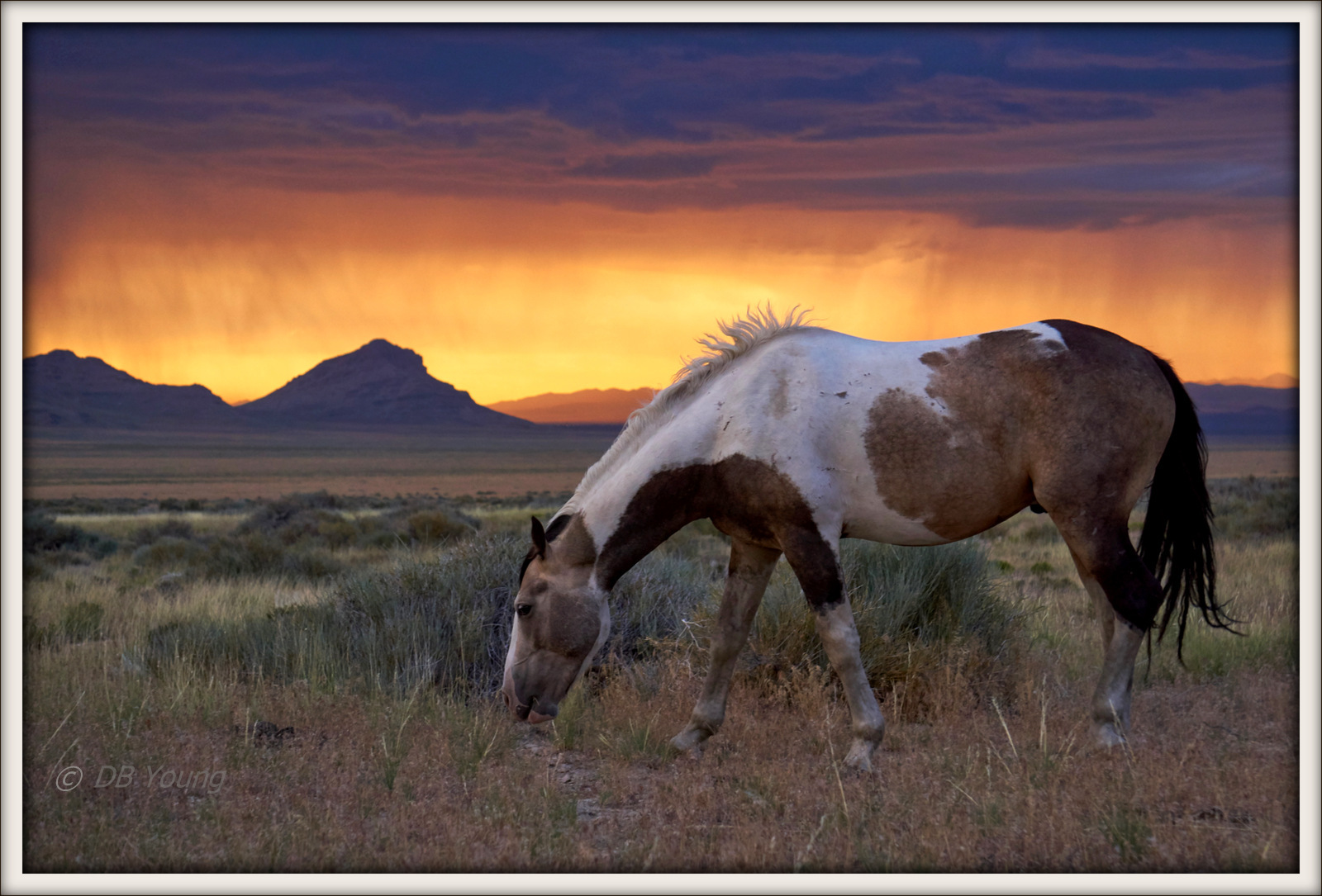 Pinto Stallion with sunset 