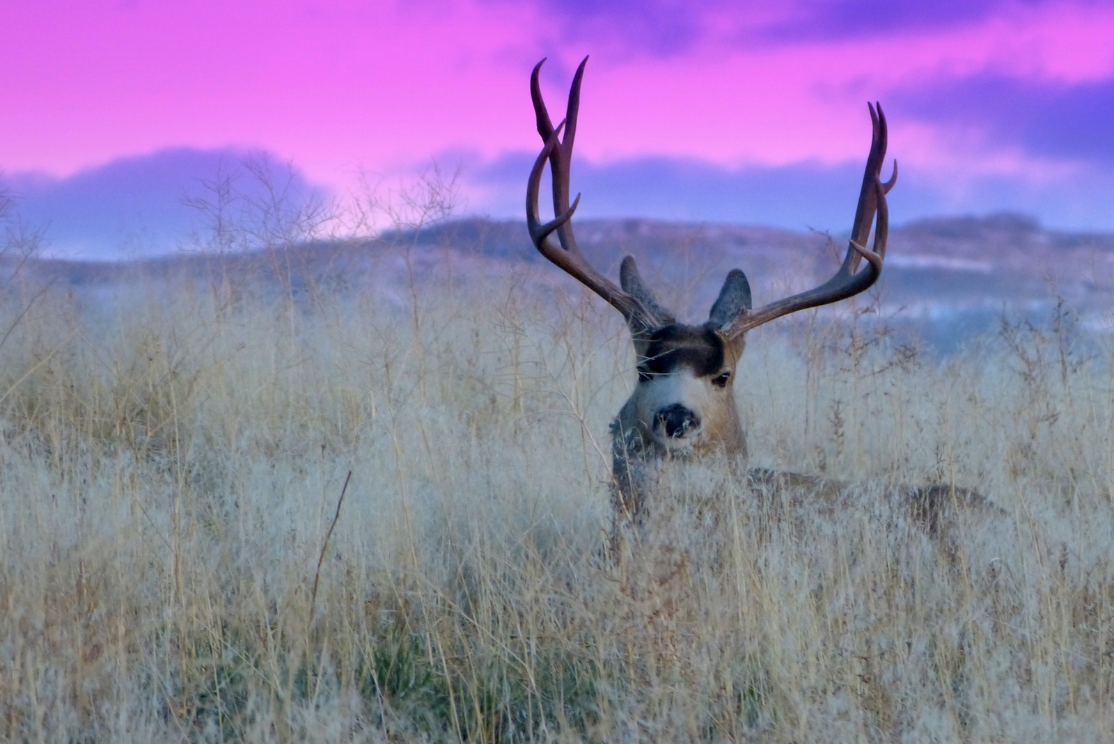 Rack in the grass.