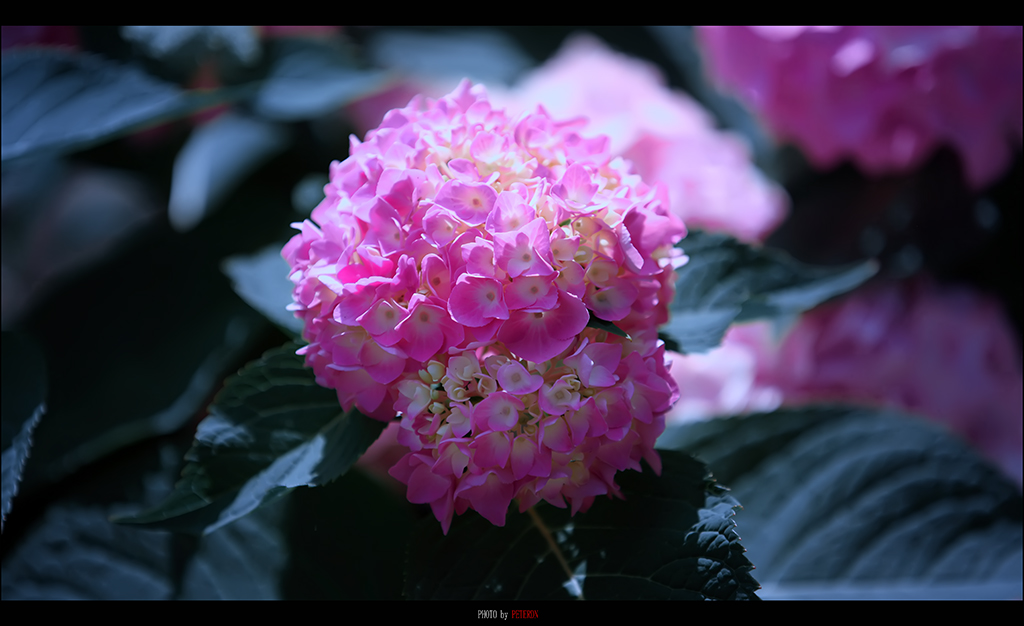 IMG_9080.jpg