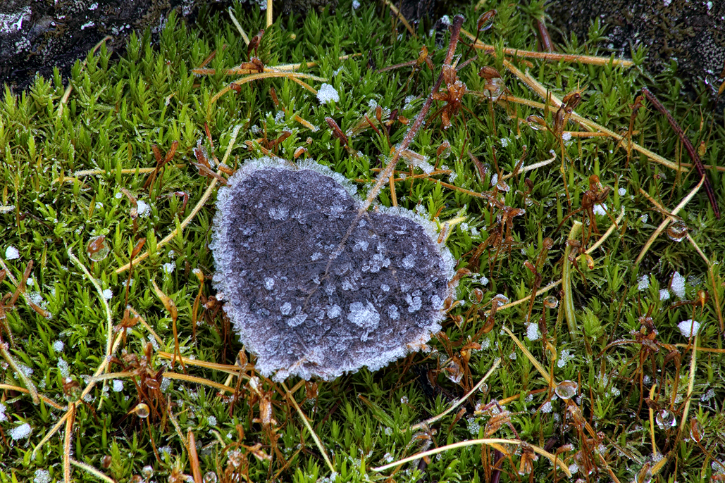 Frosty Leave on Green Carpet - Bear Creek Trail - Bitterroot Range - Montana