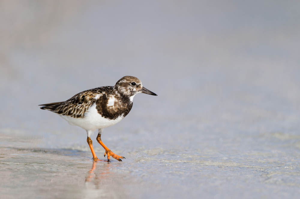 Tournepierre  collier -- Ruddy Turnstone