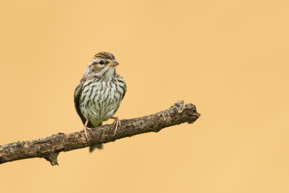 Bruant familier, juvnile -- Chipping sparrow, juvenile