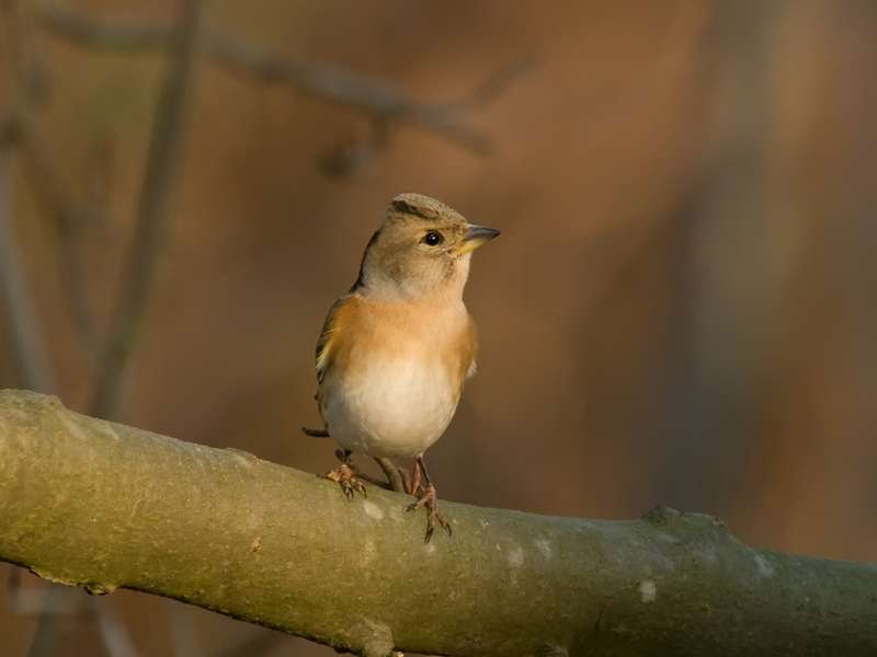 keep - , Brambling - Fringilla montifringilla