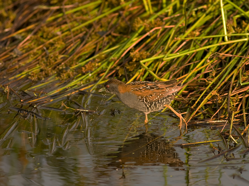 kleinst waterhoen -  Baillon's Crake - Porzana pusilla,