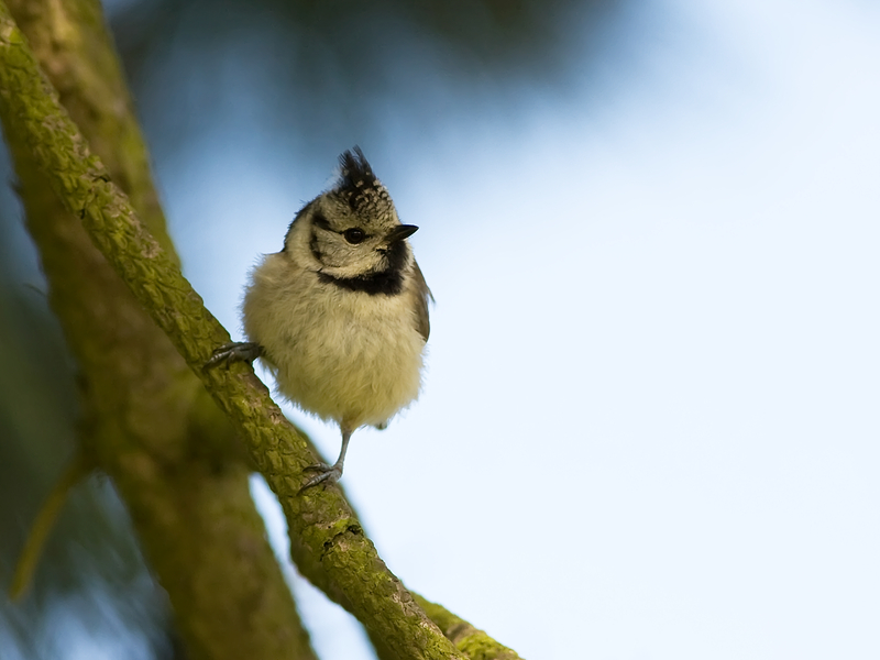 kuifmees - , Crested Tit - Lophophanus cristatus