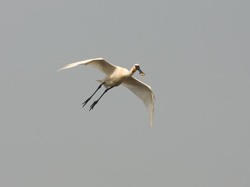 IMG_4499.jpg