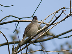IMG_3033.jpg