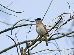 IMG_3065.jpg