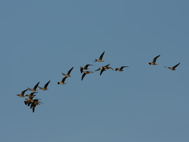 kolgans - Greater White-fronted Goose -Anser albifrons, 