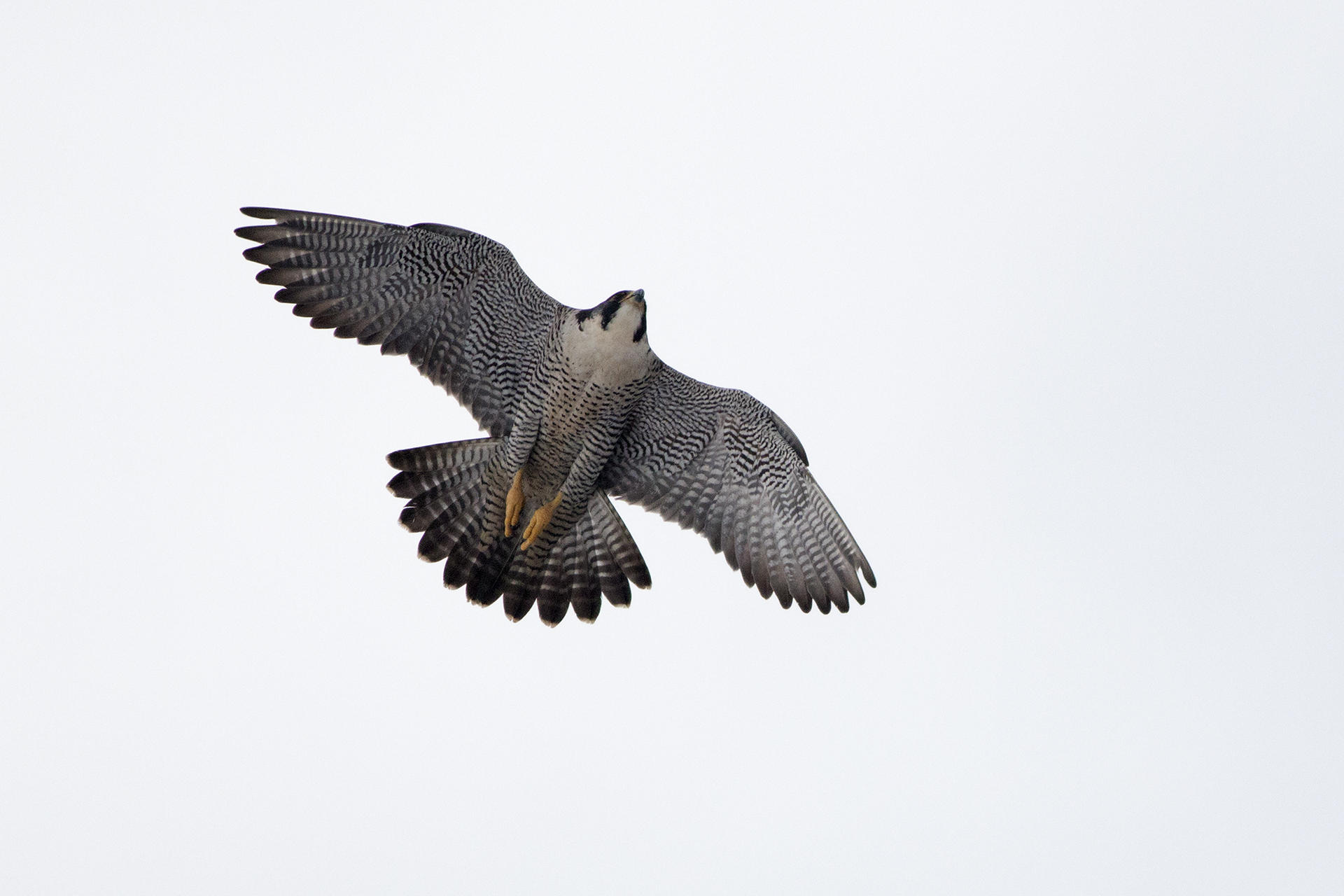 IMG_5117.jpg, hoogewegpolder, Noordwijk
