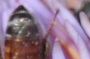What is it?