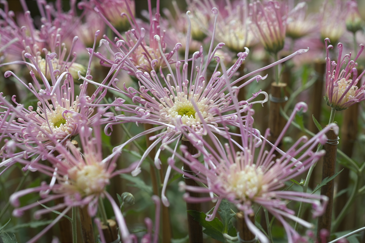 DSCF4778.jpg