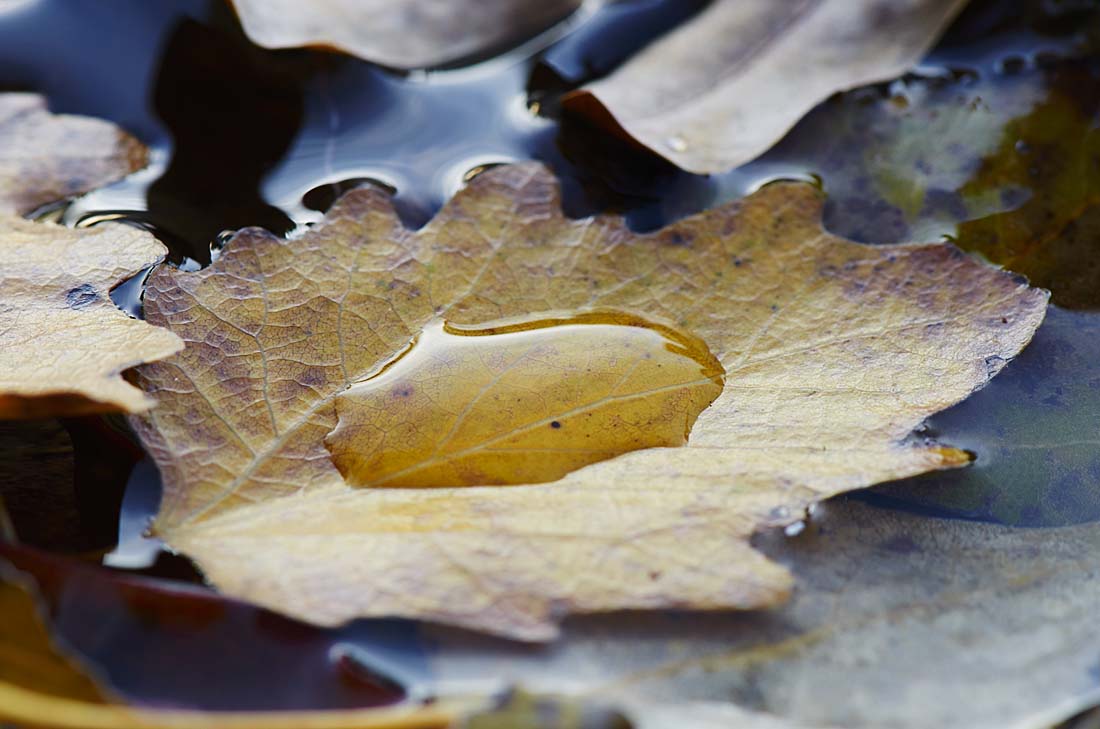 The Annual Autumn Shot