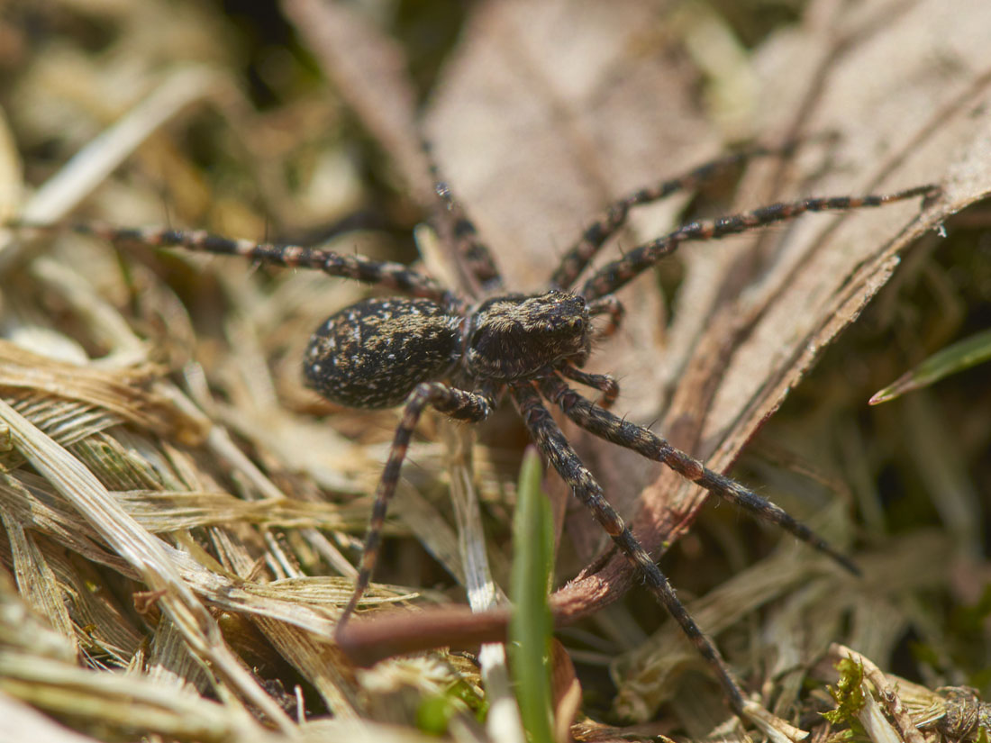 Acantholycosa lignaria 