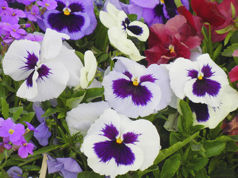 Pansy Faces