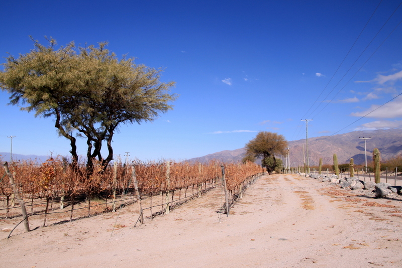 Cafayate Vineyards (1683 m a.s.l.)