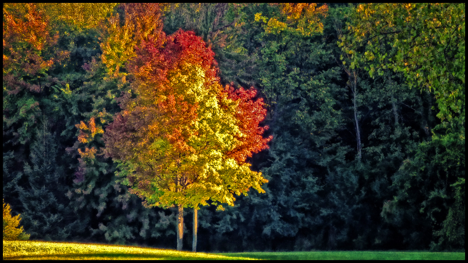 Tree in the Park
