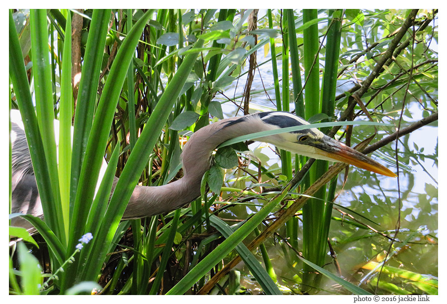 Great blue heron at 188 mm