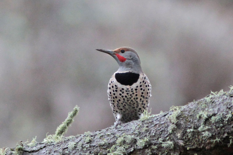 Northern Flicker