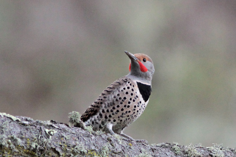 Northern Flicker