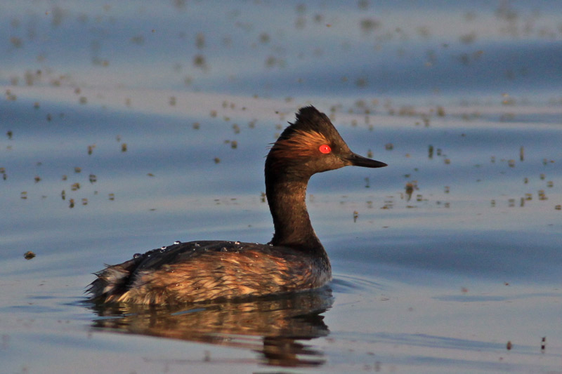 Eared Grebe