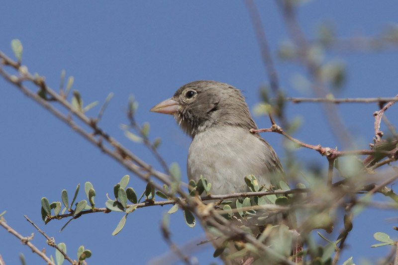 Grey-headed Sparrow