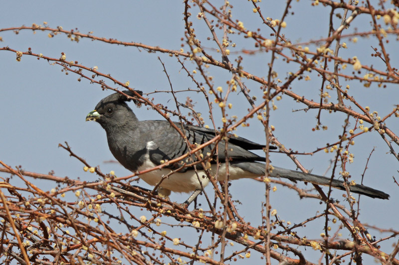 White-bellied Go-away-bird