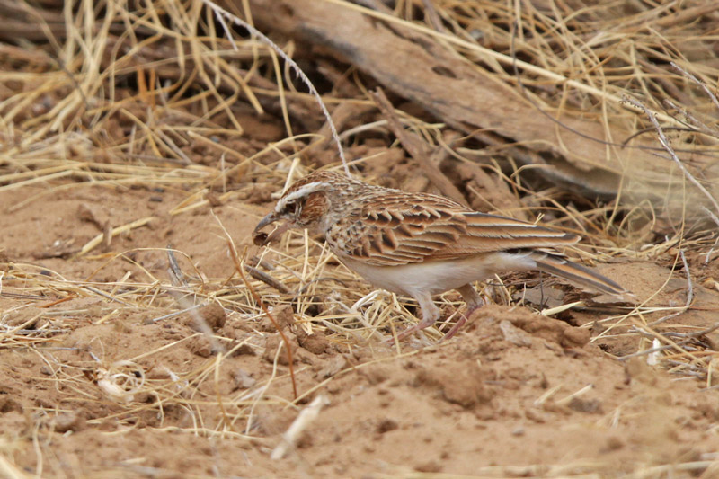 Fawn-colored Lark