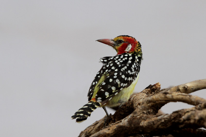 Red-and-yellow Barbet