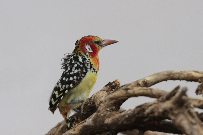 Red-and-yellow Barbet