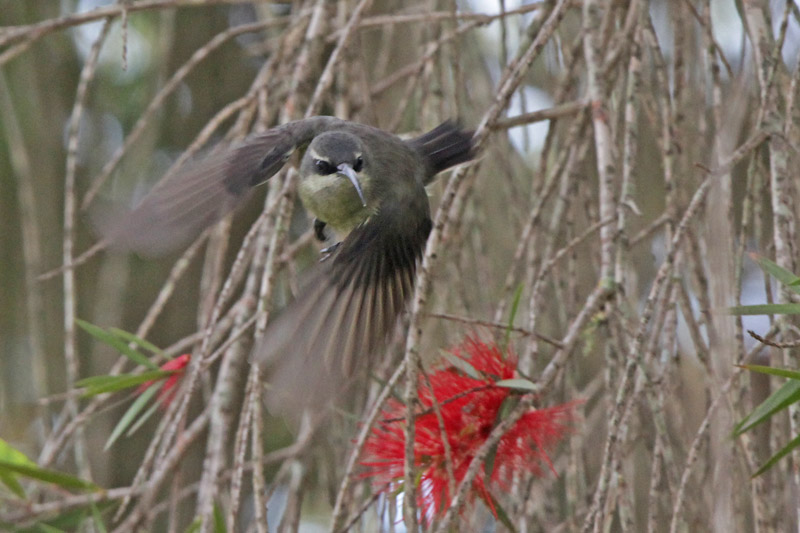 Tacazze Sunbird