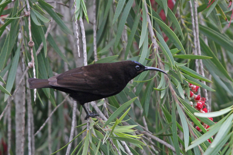 Amethyst Sunbird