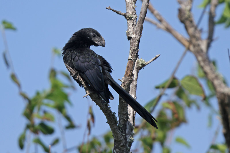 Groove-billed Ani